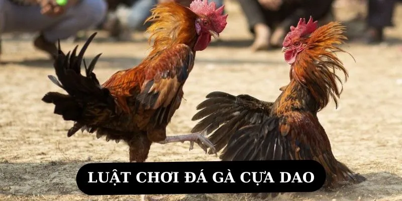 Chia sẻ thông tin về luật chơi đá gà cựa dao ở nhà cái chi tiết