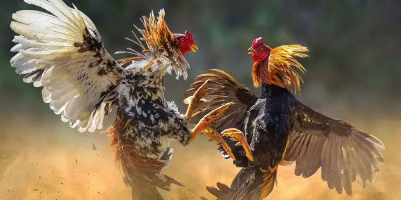 Đá Gà MB66 – Sân Chơi Dành Cho Những Chiến Binh Thực Thụ