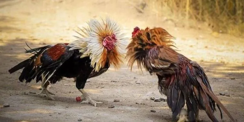 Nghiên cứu thành tích kĩ càng của chiến kê